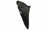Partial Fossil Megalodon Tooth - South Carolina #331573-1